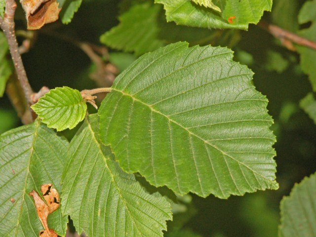 Sembrano delle piccole pigne ...- Alnus sp.